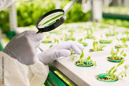 Close-up of gloved hand of selectionist with magnifying glass touching green sprouts of lettuce growing in small pot on vertical trusses photo