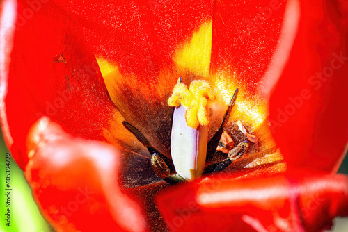 Close-up inside red tulip flower top view. #605394729