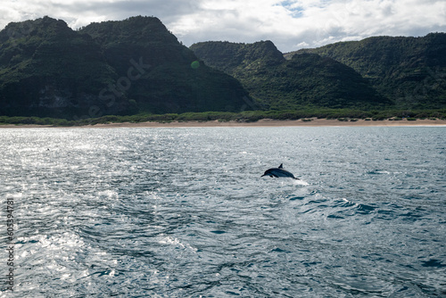 Delfin springt vor einer Insel. Delfinsprung auf Hawaii. Naturaufnahme mit Delfin. Dolphins. 