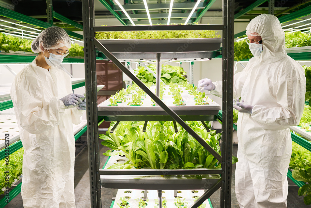 Side view of two coworkers in hazmat suits and protective masks standing by vertical trusses with green leafy vegetables growing in hothouse