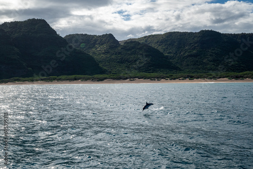 Delfine im Wasser. Wilde Säugetiere. Delfin im Ozean. 