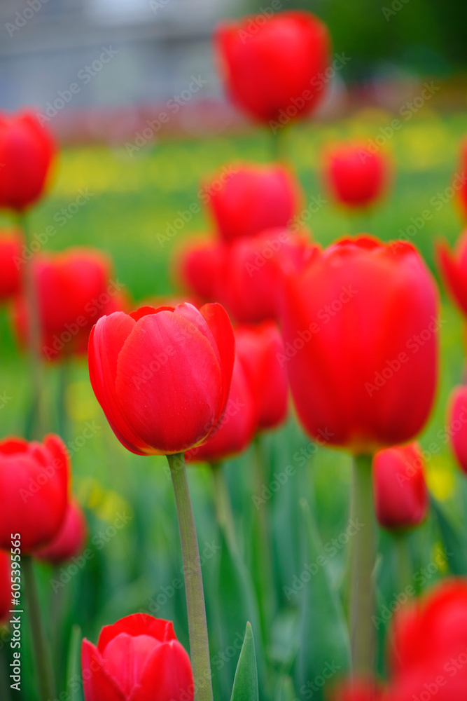 Red tulips green background.Bright beautiful flowers.Spring nature. Red tulips green background.Bright beautiful flowers.Spring nature.