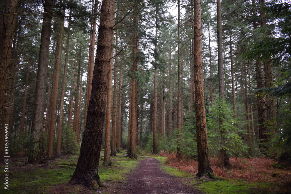 Naklejka premium Trees in the forest