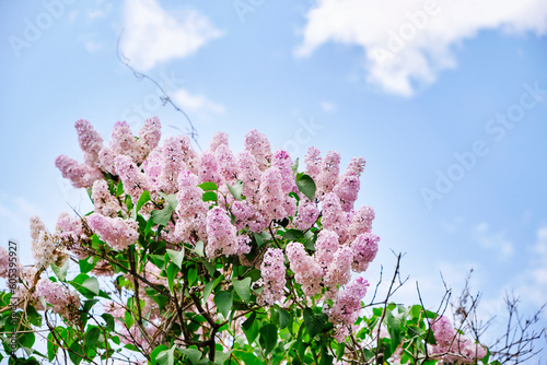 Branches pink lilac on blue sky background. photo