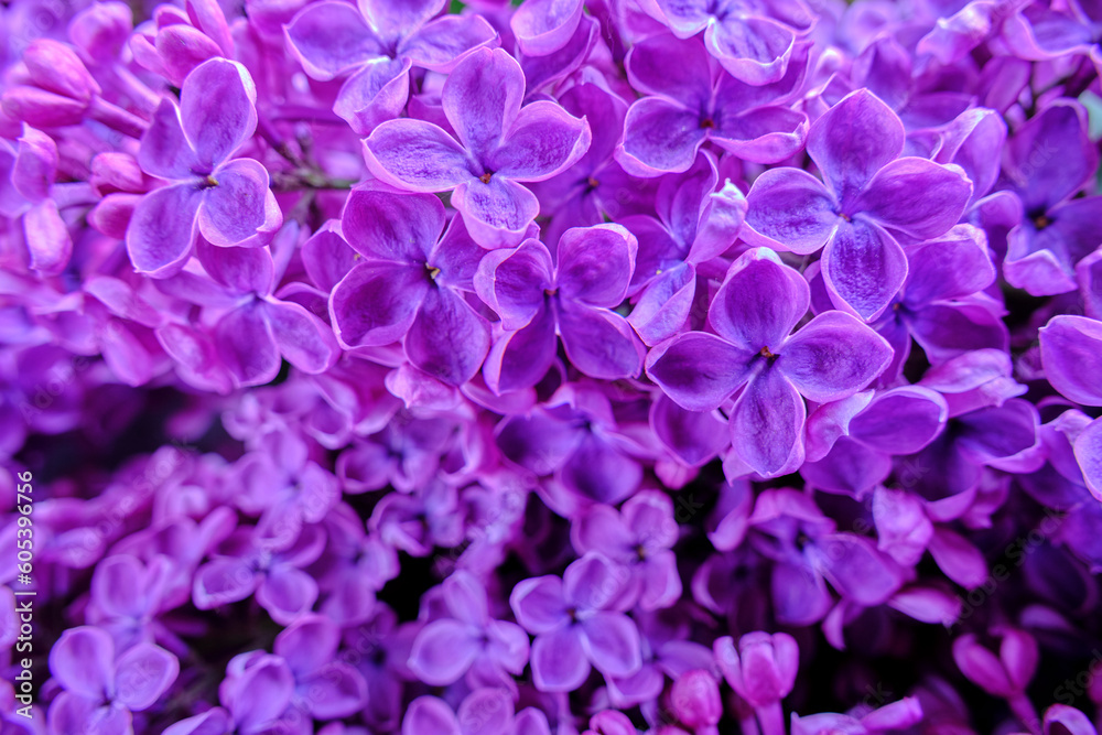 Background of blooming lilac flowers, closeup.