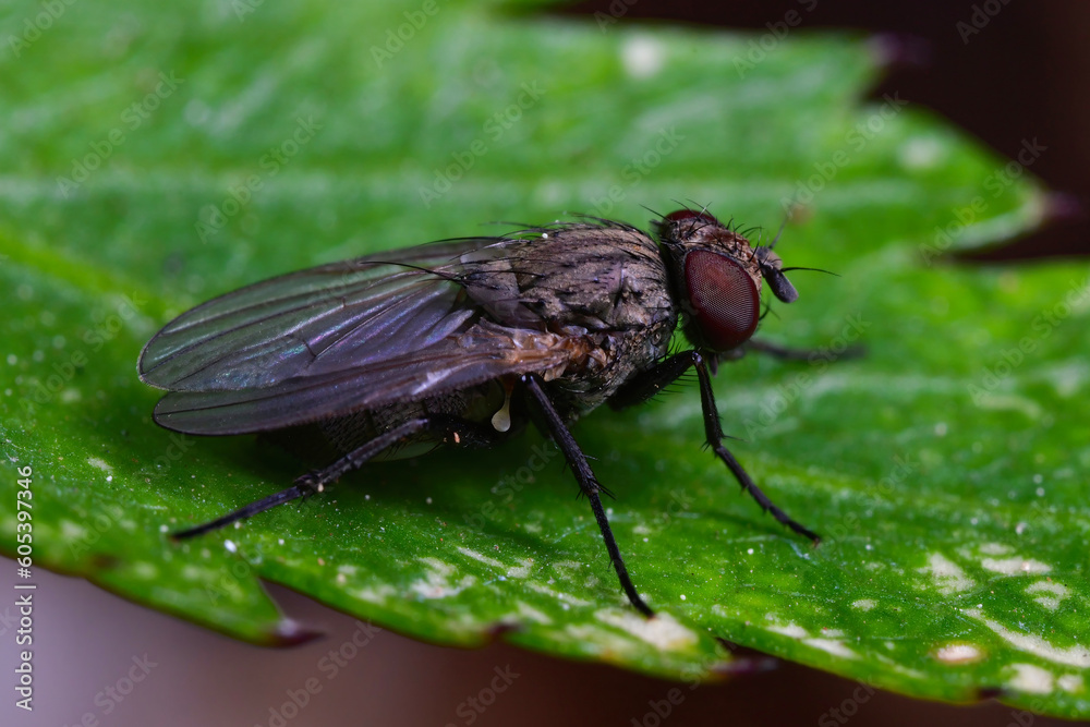 Naklejka premium 양배추고자리파리 (Delia radicum)