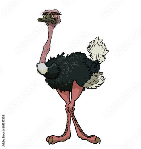 ostrich