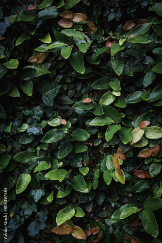 Photo of a wall of green nuanced leaves
