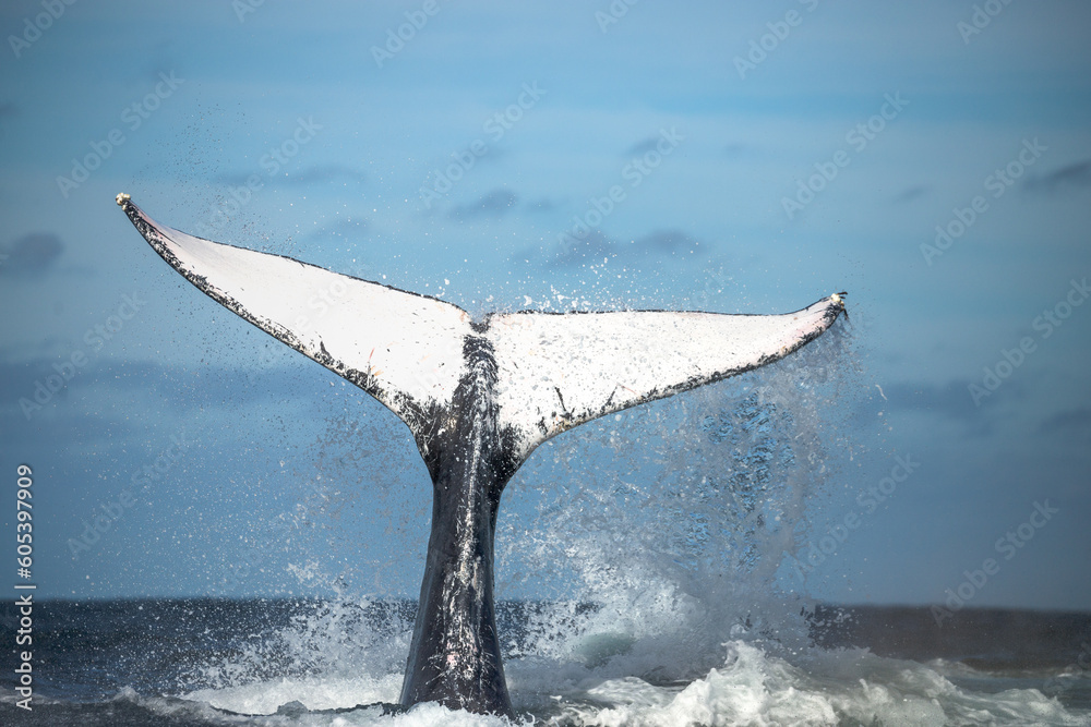 Fototapeta premium Happy whale on a whale watching touristic tour 