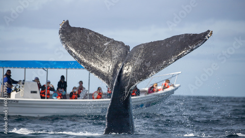 Happy whale on a whale watching touristic tour 