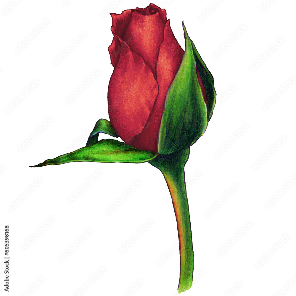 Fototapeta premium watercolor illustration of dark red rose bud