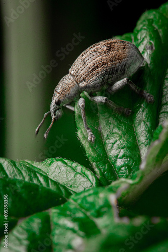 state potato beetle on leaf
