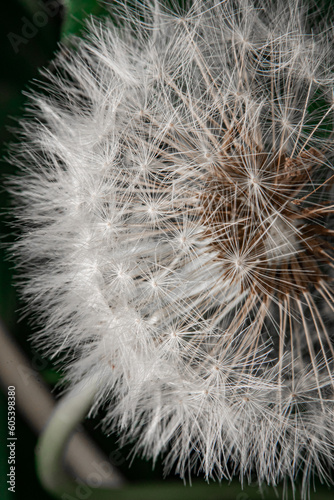 dandelion seed head