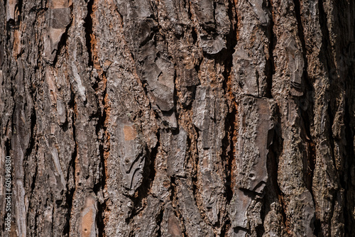 Brown trunk of a tree with natural textures and patterns from the nature and the wooden forest