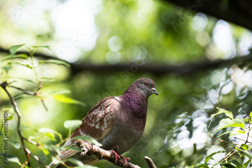 A colored dove standing in the branches of a tree in the forest