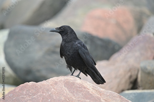 Krähe, schwarzer Vogel, Krähe am Strand, Crow © Thorsten