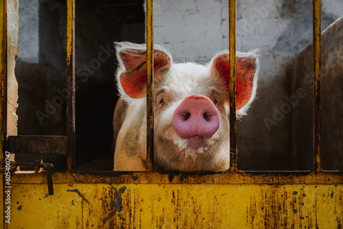 Horizontal Photograph of White Pig in Front of Yellow Metal Door