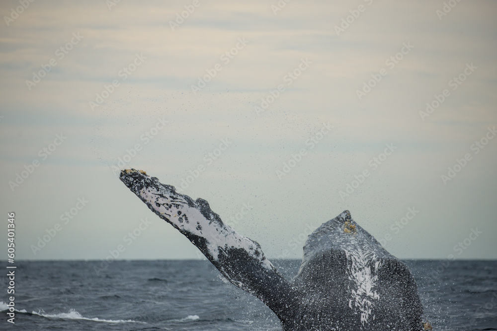 Obraz premium Happy and famous whale on a whale watching touristic tour