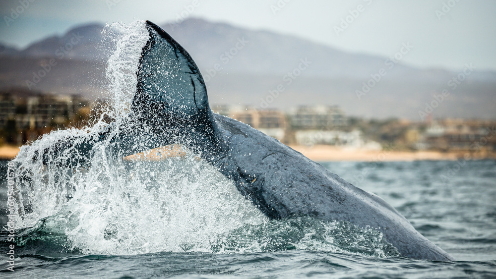 Fototapeta premium Happy and famous whale on a whale watching touristic tour