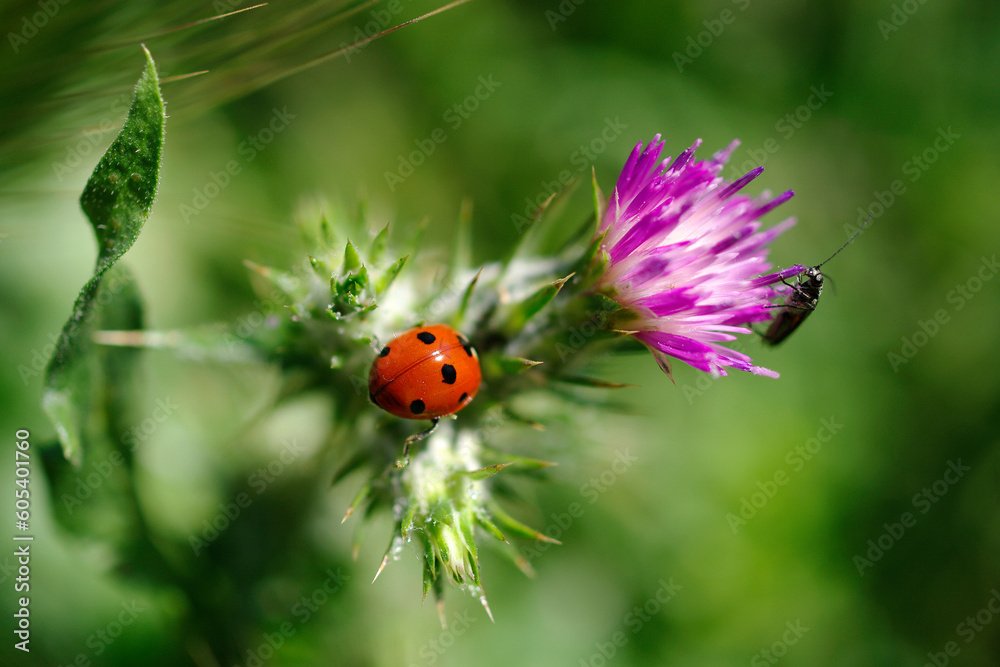 Coccinelle sur une fleur de chardon Coccinelle sur une fleur de chardon