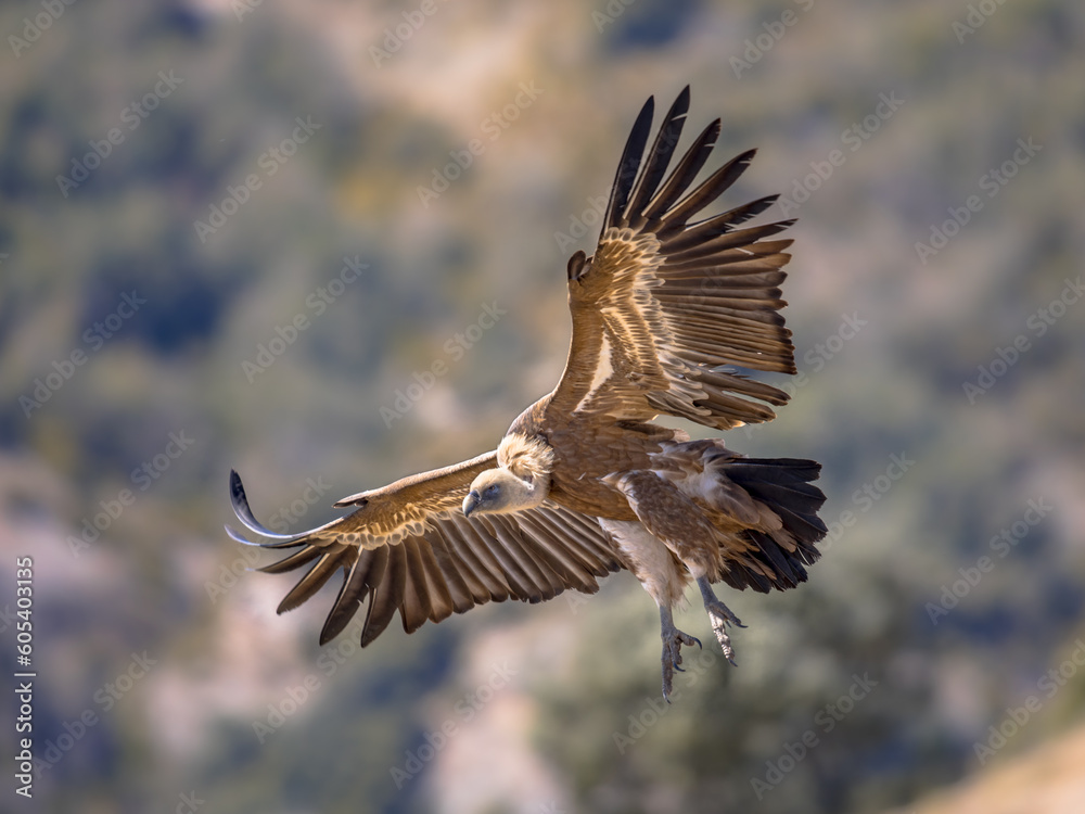 Obraz premium Griffon vulture flying and landing