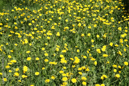 Lot of blooming yellow dandelions on green field as natural background front view closeup