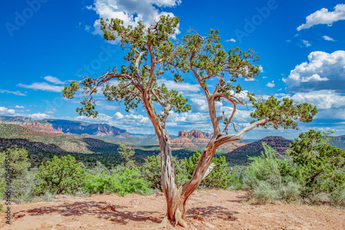 "Cathedral Rock Framed In Tree"