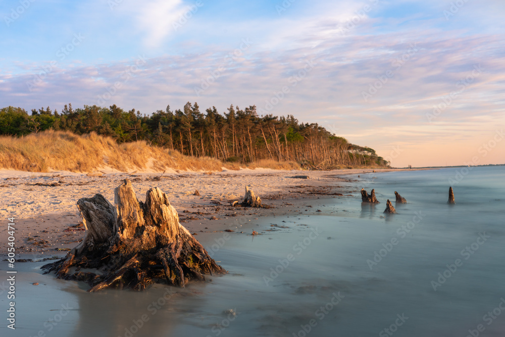 Western Pomeranian Lagoon Area National Park from the sea at dawn with dead wood