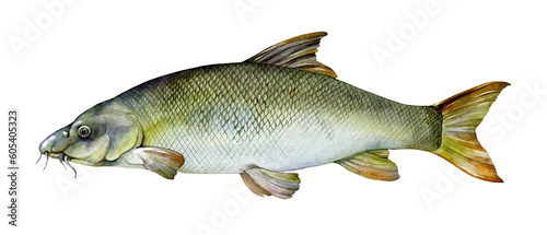 Watercolor common barbel (Barbus barbus). Hand drawn fish illustration isolated on white background.