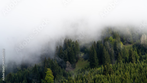 Forest on the mountain with fog in green