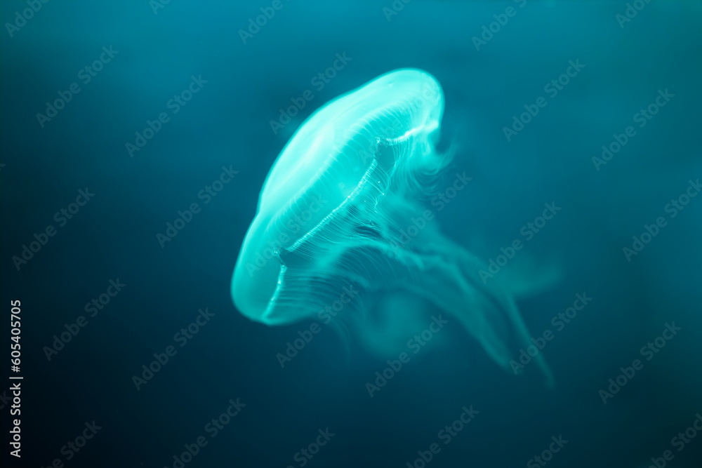 common jellyfish in the ocean under water, cyan common jellyfish in the ocean under water, cyan