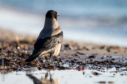 Hooded crow at the beach photo