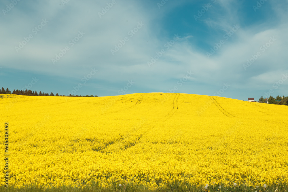 Blooming yellow rapeseed field. Agriculture