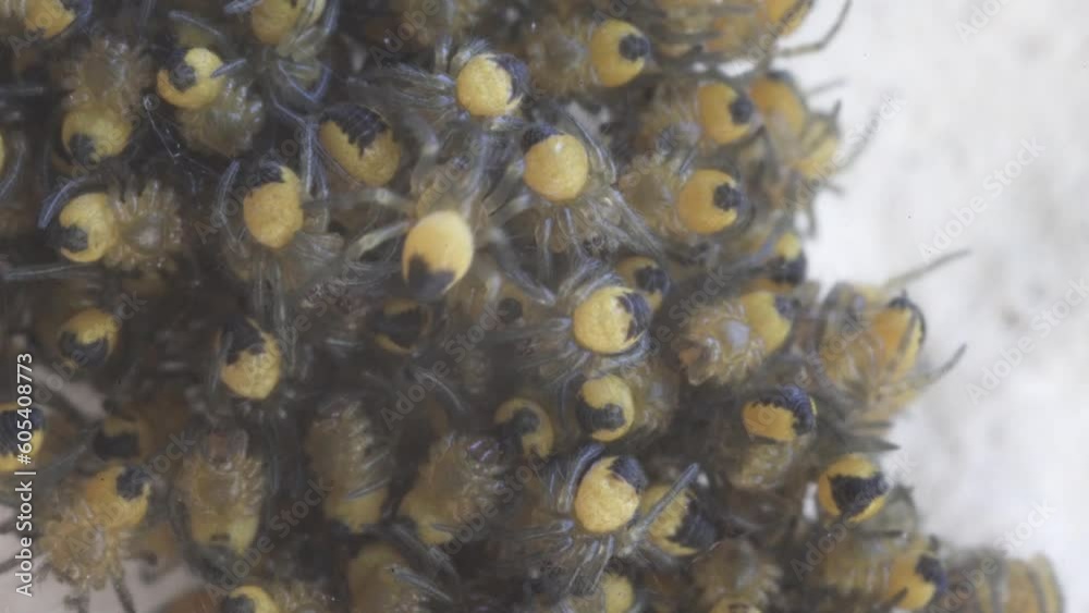 video originale sans retouche a vitesse normale très rapprochée d'un nid de minuscules araignées