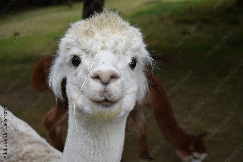 Fototapeta premium close up of a llama