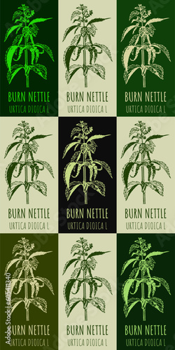 Set of vector drawing of BURN NETTLE  in various colors. Hand drawn illustration. Latin name URTICA DIOICA L. 
