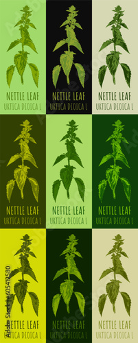 Set of vector drawing of NETTLE LEAF  in various colors. Hand drawn illustration. Latin name URTICA DIOICA L. 
