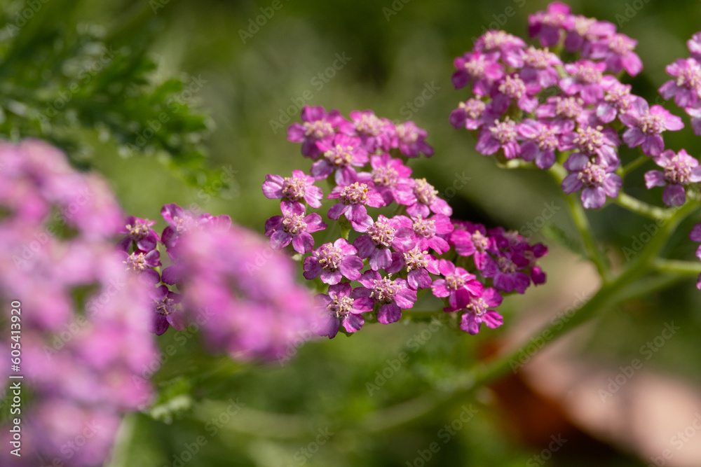 Beautiful colored macro wildflowers in the garden on a sunny day in summer or spring