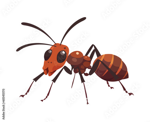 insect nature ant animal