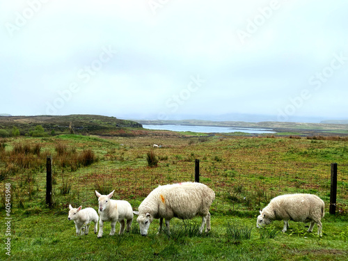 Schafe auf der Isle of Skye in Schottland