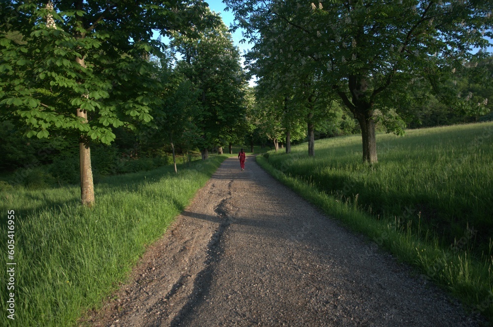 Obraz premium Lainzer Tiergarten