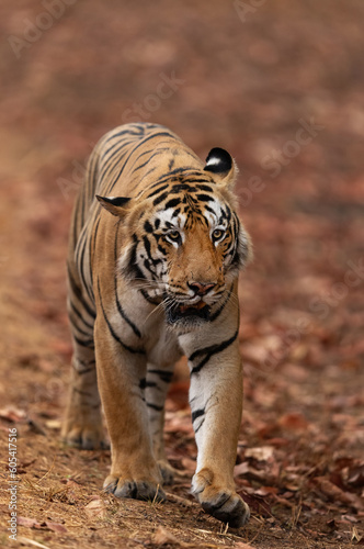 A tiger at Tadoba Andhari Tiger Reserve, India