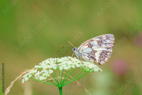 Marbled white beauty butterfly sitting on Cow Parsley flowers in summer green field © dmf87