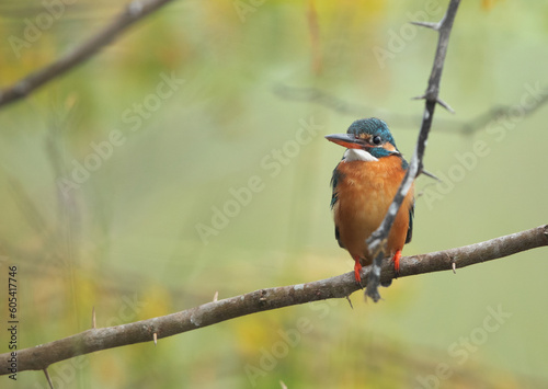 Common Kingfisher perched on tree at Bhigwan bird sanctuary Maharashtra