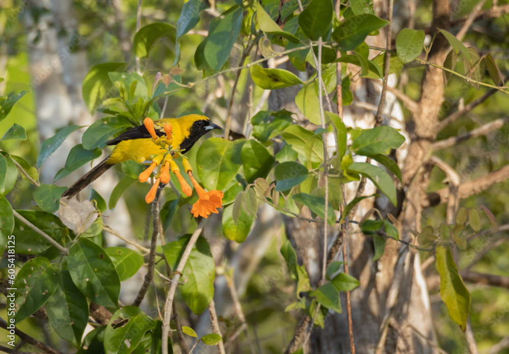 Yellow and black oriole bird perched in a tree with green leaves and orange flower in the Yucatan jungle Yellow and black oriole bird perched in a tree with green leaves and orange flower in the Yucatan jungle