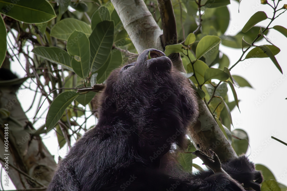 Close up of black howler monkey in a tree of the tropical forest in Yucatan surrounds by green leaves
