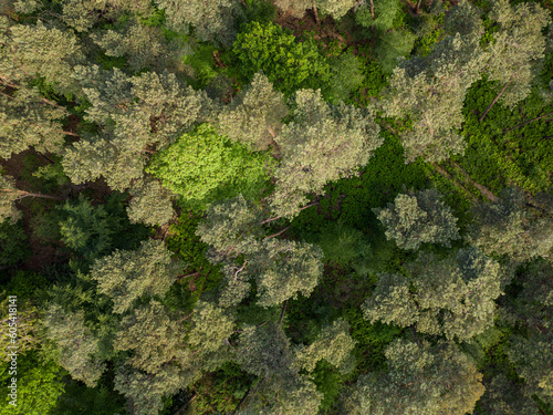 Wald von oben © krzysztofrow