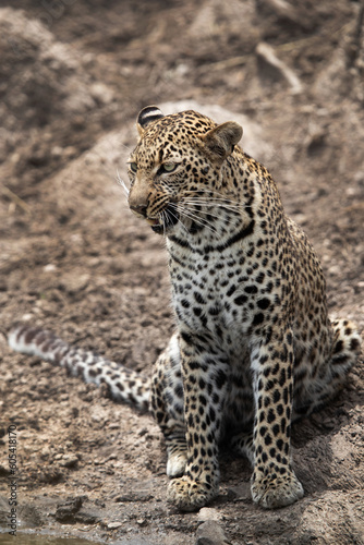 Leopard in a water channel, Masai Mara, Kenya