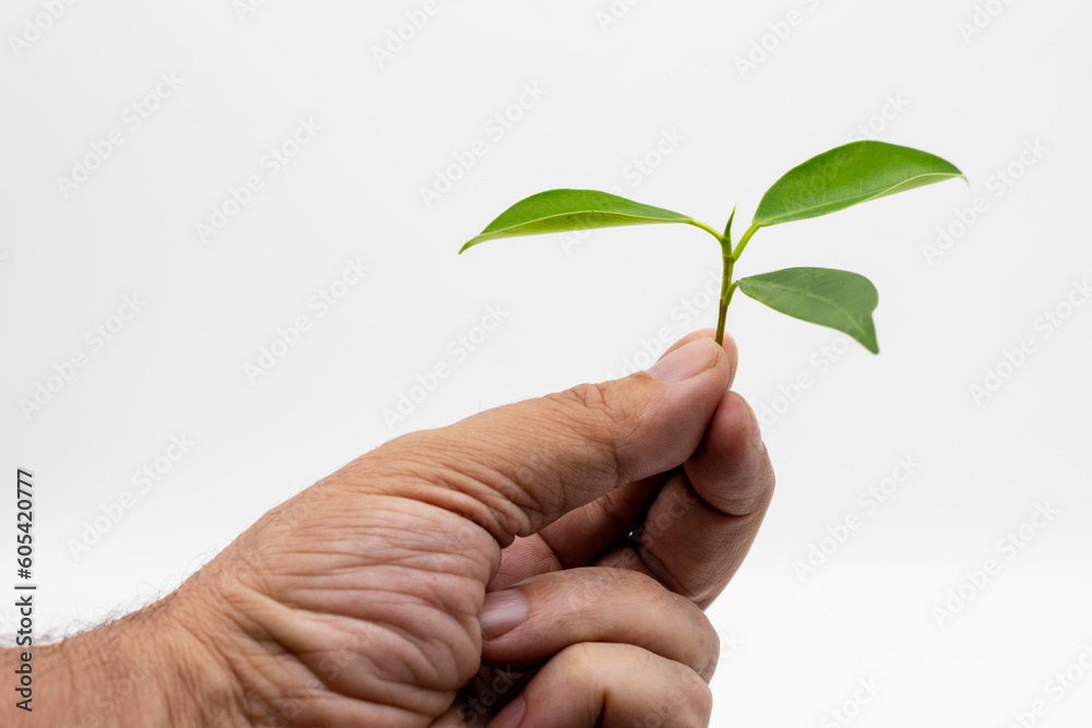 Mano sosteniendo una planta, a modo de brote verde, aislado en blanco Mano sosteniendo una planta, a modo de brote verde, aislado en blanco
