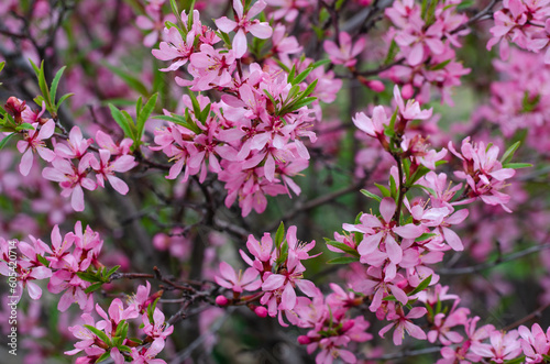 background: pink flowers blossoming tree